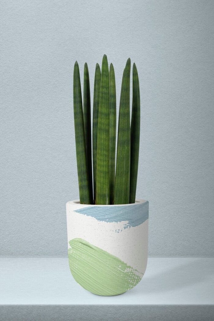 African spear plant pot 53876 133125