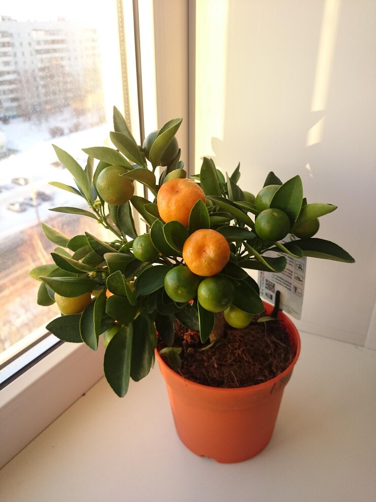 Close up pot plant against window 1048944 21945446