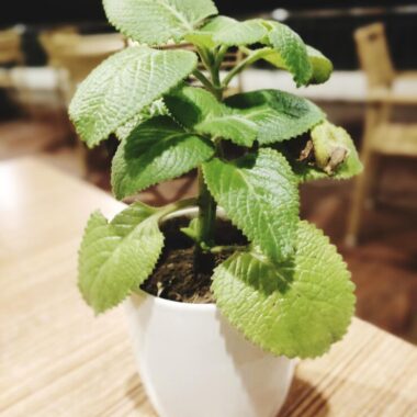 Close up potted plant table 1048944 20156942