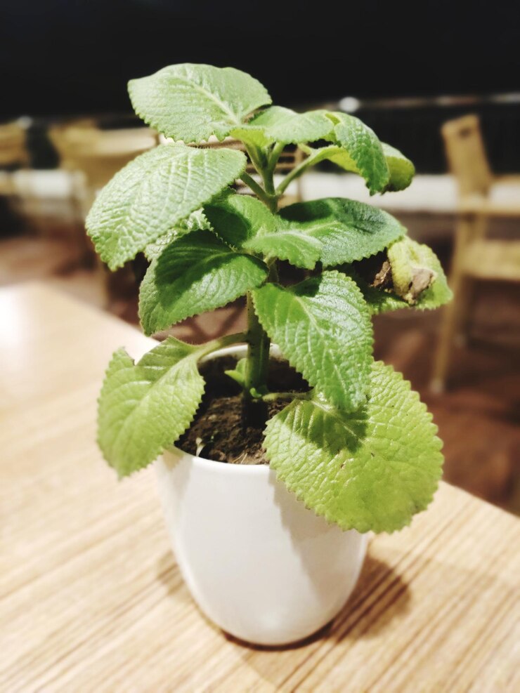 Close up potted plant table 1048944 20156942
