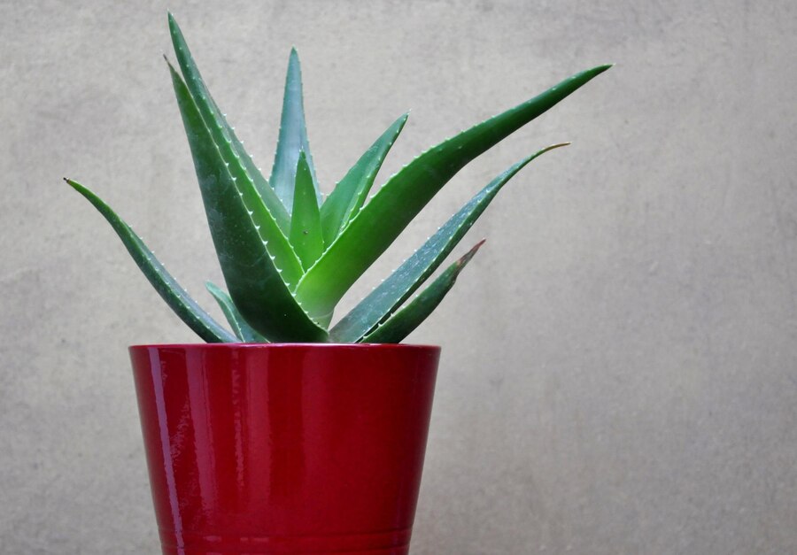 Close up red cactus 1048944 29043645