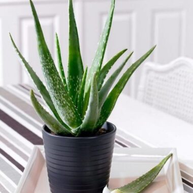 Close up succulent plant pot 1048944 19448482