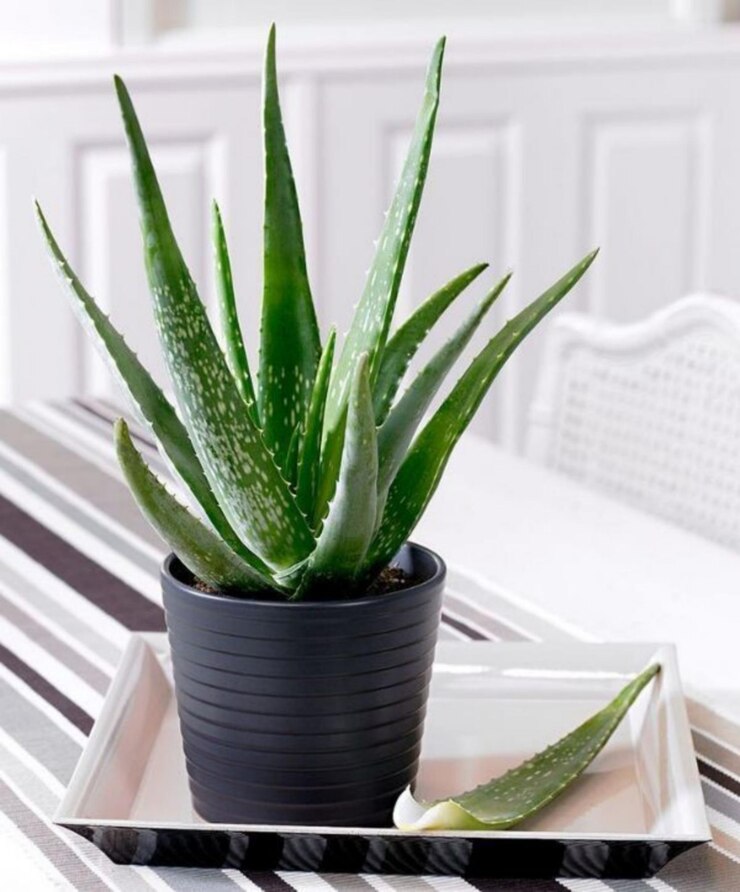 Close up succulent plant pot 1048944 19448482