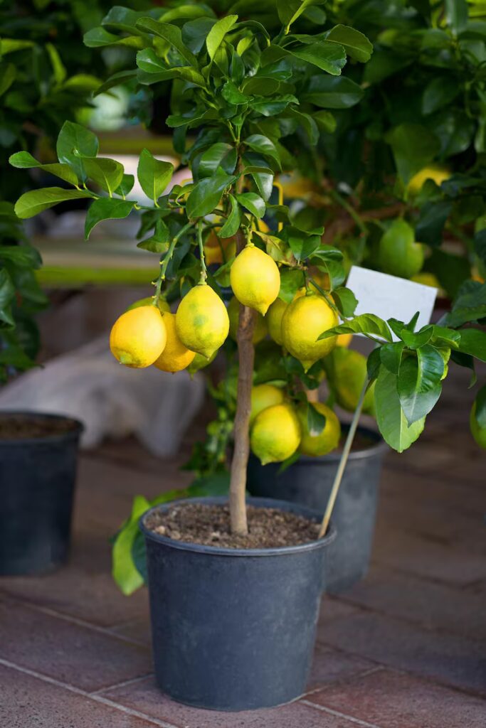 Nice french market potted lemons sale pots large ripe lemons sale 372197 5990