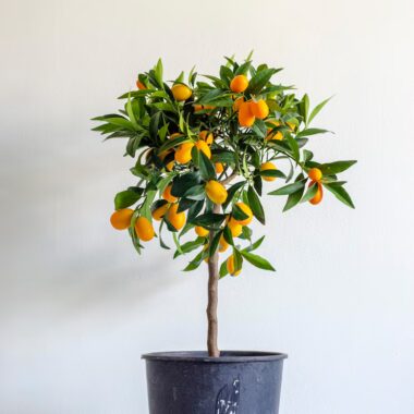 Orange tree blue pot with word orange it 868179 65