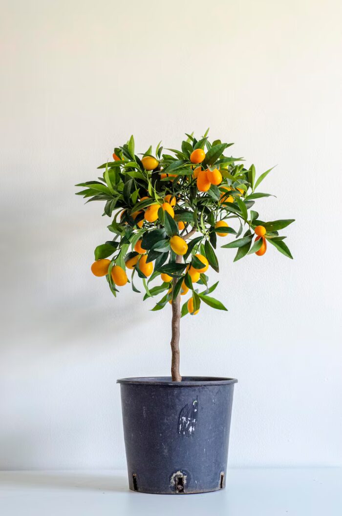 Orange tree blue pot with word orange it 868179 65