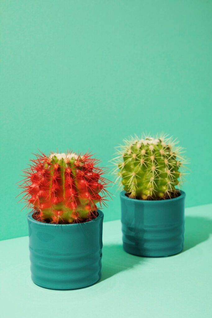 Still life with cactus plant 23 2150478025