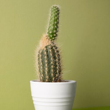 Still life with cactus plant 23 2150478055
