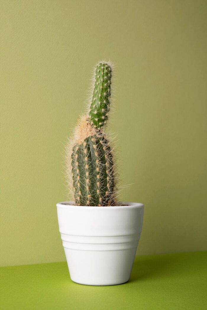Still life with cactus plant 23 2150478055