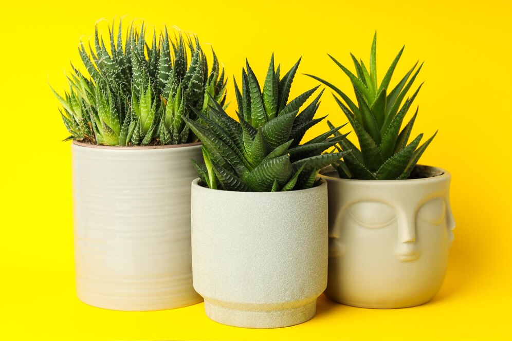 Cozy hobby growing house indoor plants cactus 185193 108549